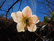 Alla Madonnina del Costone (1195 m) da Salmezza con tanti fiori-25mar24-FOTOGALLERY